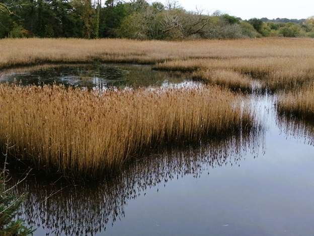Marshes of Lymington